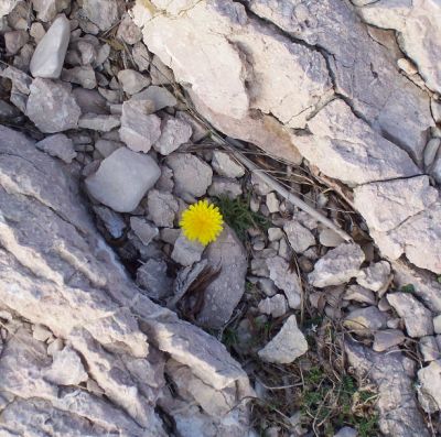This single flower smiled to me. It gave me courage to continue.