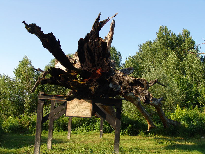 Jasenovac - topola užasa